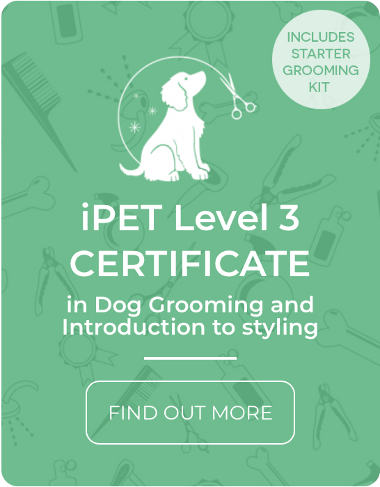 iPet Level 3 Certificate in Dog Grooming
