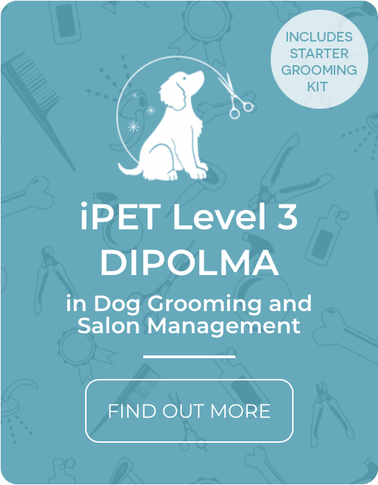 iPet Level 3 Diploma in Dog Grooming and Salon Management